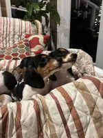 Lucy, a female Miniature Dachshund for sale in Godwin, NC – Photo 5 of 8