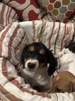 Lucy, a female Miniature Dachshund for sale in Godwin, NC – Photo 2 of 8