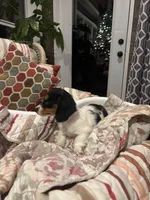 Lucy, a female Miniature Dachshund for sale in Godwin, NC – Photo 4 of 8