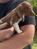 Molly, a female Miniature Dachshund for sale in Godwin, NC – 2 of 3