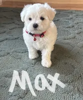 Max, a male Maltese for sale in Dillwyn, VA – 1 of 3