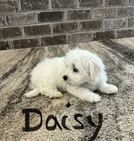 Daisy , a female Maltese for sale in Dillwyn, VA – 2 of 3
