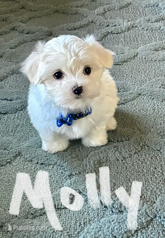 Molly  – Maltese puppy for sale in Dillwyn, VA