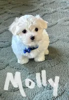 Molly , a female Maltese for sale in Dillwyn, VA – 1 of 3