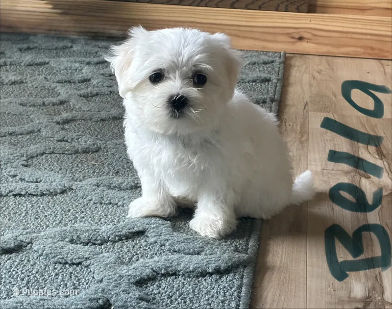 Bella – Maltese puppy for sale in Dillwyn, VA