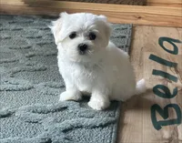 Bella, a female Maltese for sale in Dillwyn, VA – 1 of 3