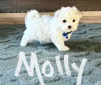 Molly , a female Maltese for sale in Dillwyn, VA – 3 of 3