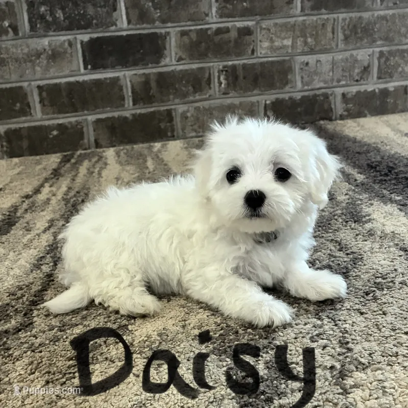 Daisy  – Maltese puppy for sale in Dillwyn, VA