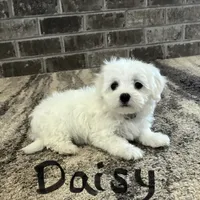 Daisy , a female Maltese for sale in Dillwyn, VA – 1 of 3