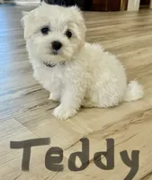 Teddy , a male Maltese for sale in Dillwyn, VA – 2 of 2