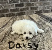 Daisy , a female Maltese for sale in Dillwyn, VA – 3 of 3