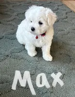 Max, a male Maltese for sale in Dillwyn, VA – 3 of 3