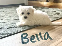 Bella, a female Maltese for sale in Dillwyn, VA – 2 of 3