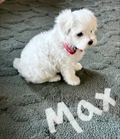 Max, a male Maltese for sale in Dillwyn, VA – 2 of 3