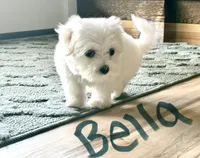 Bella, a female Maltese for sale in Dillwyn, VA – 3 of 3