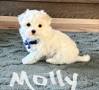 Molly , a female Maltese for sale in Dillwyn, VA – 2 of 3