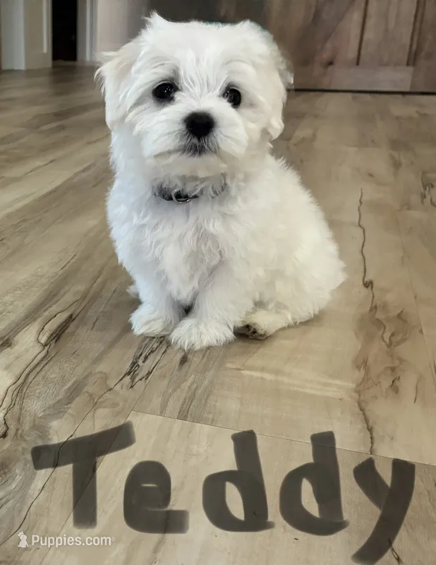 Teddy  – Maltese puppy for sale in Dillwyn, VA