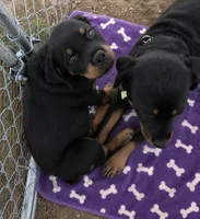 Violet, a female Rottweiler for sale in Pueblo, CO – 2 of 3