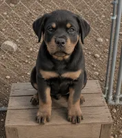 Violet, a female Rottweiler for sale in Pueblo, CO – 1 of 3