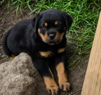 Trinity, a female Rottweiler for sale in Pueblo, CO – 2 of 3