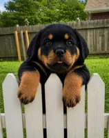 Butterscotch, a female Rottweiler for sale in Pueblo, CO – 2 of 3