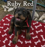 Ruby Red, a female Rottweiler for sale in Pueblo, CO – 2 of 3