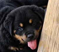 Peppa, a female Rottweiler for sale in Pueblo, CO – 2 of 3