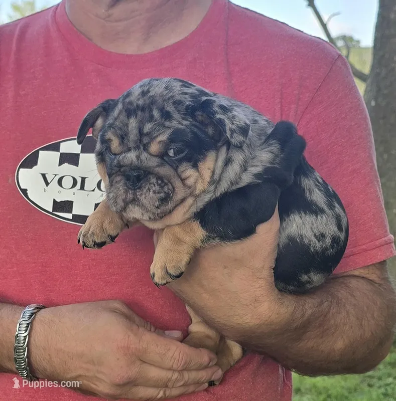 Girl 4 – English Bulldog puppy for sale in Houston, TX