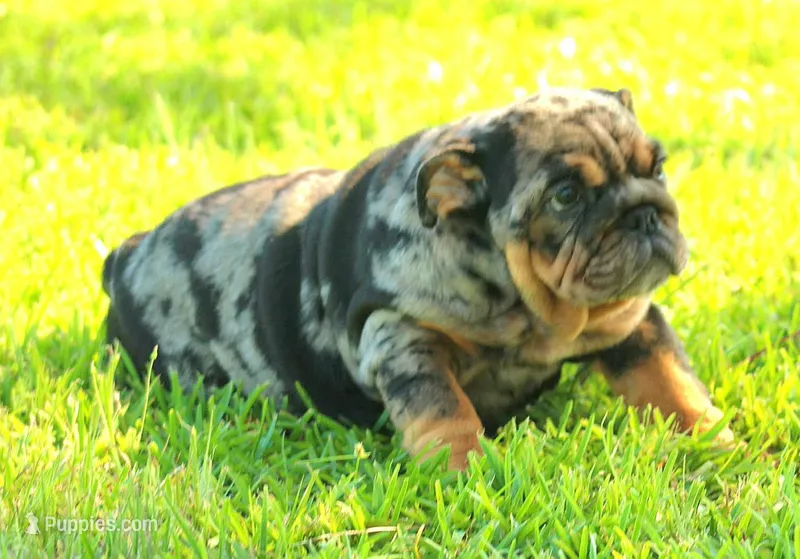 Girl 4 - JOHNNY UTAH LITTER – English Bulldog puppy for sale in Houston, TX