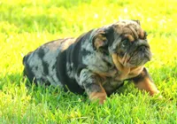 Girl 4 - JOHNNY UTAH LITTER, a female English Bulldog for sale in Houston, TX – 1 of 3