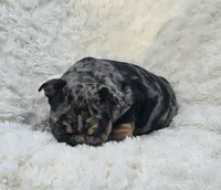 Girl 4, a female English Bulldog for sale in Houston, TX – Photo 5 of 5