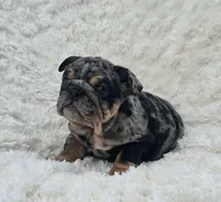 Girl 4, a female English Bulldog for sale in Houston, TX – Photo 4 of 5