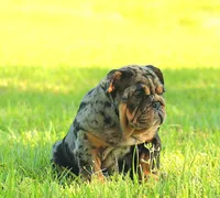 Girl 4 - JOHNNY UTAH LITTER, a female English Bulldog for sale in Houston, TX – 3 of 3
