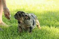 Girl 4 - JOHNNY UTAH LITTER, a female English Bulldog for sale in Houston, TX – 2 of 3
