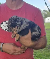 Girl 4, a female English Bulldog for sale in Houston, TX – Photo 2 of 5