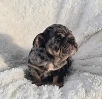 Girl 4, a female English Bulldog for sale in Houston, TX – Photo 3 of 5