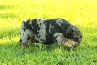 Boy 2 - JOHNNY UTAH LITTER , a male English Bulldog for sale in Houston, TX – 5 of 5