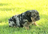 Boy 2 - JOHNNY UTAH LITTER , a male English Bulldog for sale in Houston, TX – 2 of 5