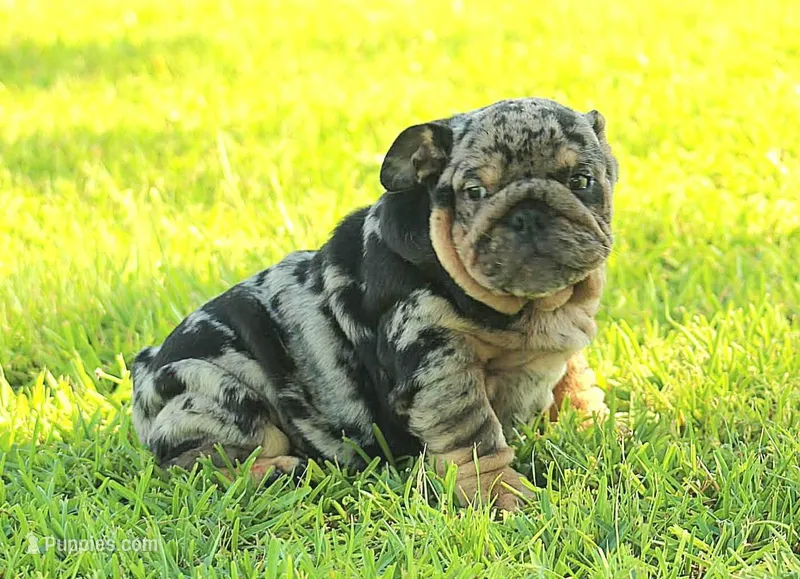 Boy 2 - JOHNNY UTAH LITTER  – English Bulldog puppy for sale in Houston, TX