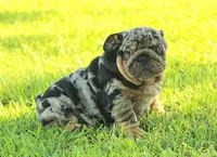 Boy 2 - JOHNNY UTAH LITTER , a male English Bulldog for sale in Houston, TX – 1 of 5