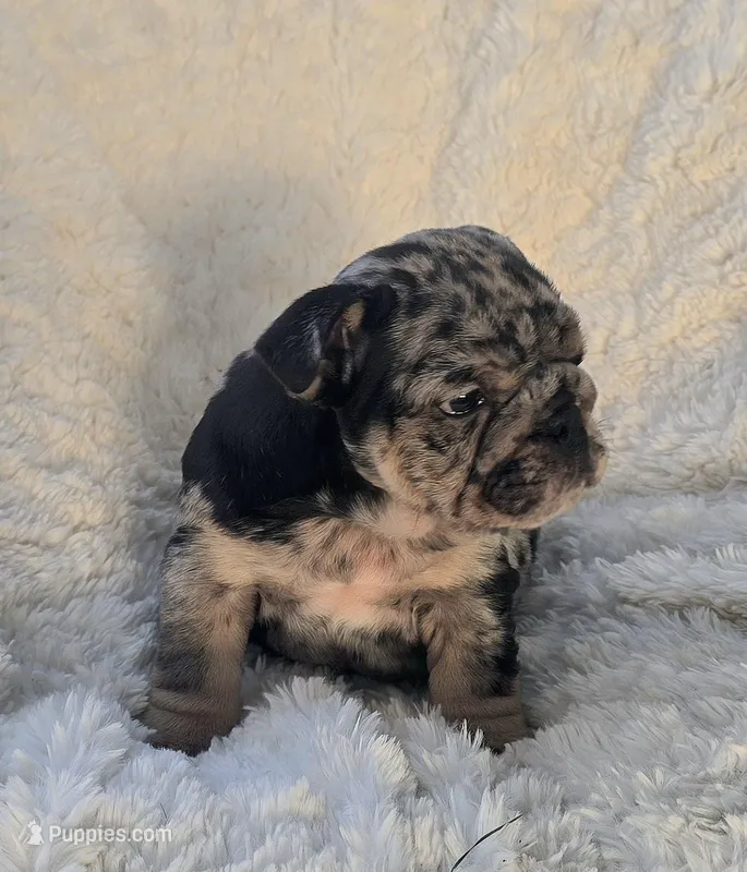 Boy 2 – English Bulldog puppy for sale in Houston, TX