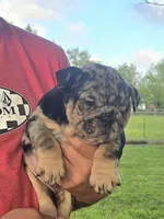 Boy 2, a male English Bulldog for sale in Houston, TX – Photo 4 of 4