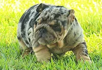 Boy 2 - JOHNNY UTAH LITTER , a male English Bulldog for sale in Houston, TX – 4 of 5