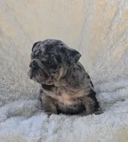 Boy 2, a male English Bulldog for sale in Houston, TX – Photo 2 of 4