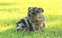 Boy 2 - JOHNNY UTAH LITTER , a male English Bulldog for sale in Houston, TX – 3 of 5