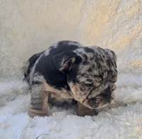 Boy 2, a male English Bulldog for sale in Houston, TX – Photo 3 of 4