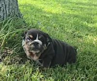 Boy 1, a male English Bulldog for sale in Houston, TX – Photo 4 of 10