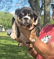 Boy 1, a male English Bulldog for sale in Houston, TX – Photo 9 of 10