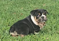Boy 1, a male English Bulldog for sale in Houston, TX – Photo 5 of 10