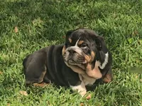 Boy 1, a male English Bulldog for sale in Houston, TX – Photo 6 of 10